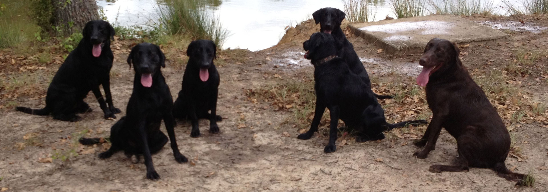 Diabetic Alert Dogs PTSD Service Dogs Rivers Edge Dog Academy