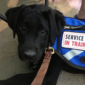 RIVERS-EDGE-MILO Milo is my diabetic alert dog